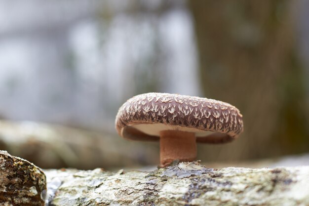 Foto shiitake-paddenstoel close-up groeit op geïnoculeerde houten stam