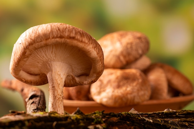 Shiitake paddestoel groeit op boom.