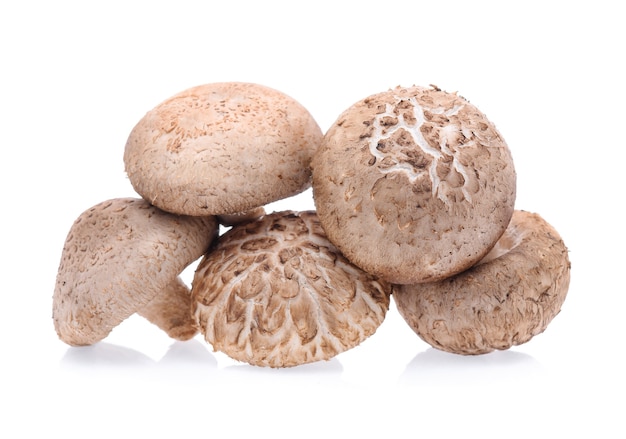 Shiitake-paddestoelen geïsoleerd op witte achtergrond