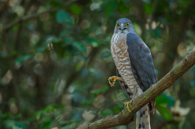 Шикра усаживается на ветке (Accipiter Badius)