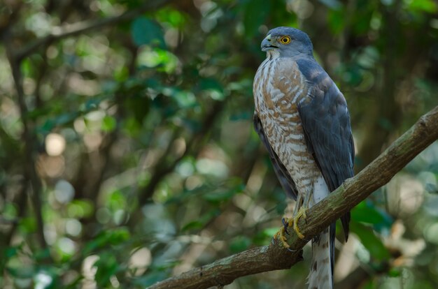 Shikra zit op een tak (Accipiter badius)