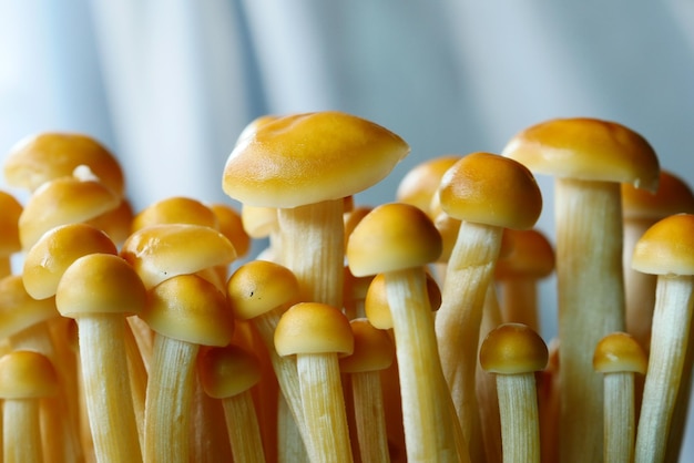 Shimeji mushroom in bowl on table close up