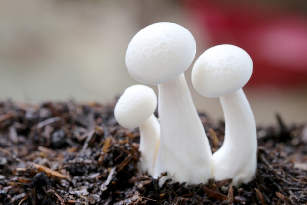 Shimeji mushroom on ground in the vegetable garden.