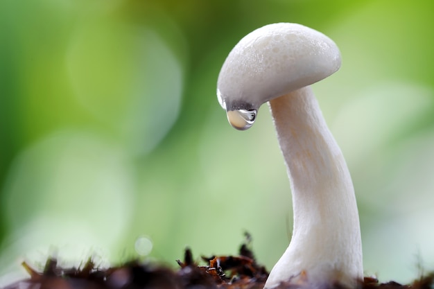 Photo shimeji mushroom on ground.