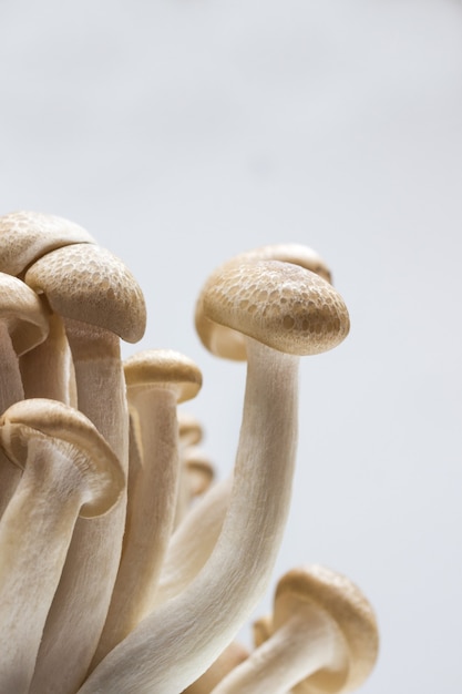 Photo shimeji mushrooms close up