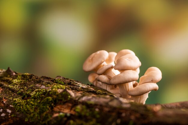 Foto shimeji-paddenstoel groeit op boom.