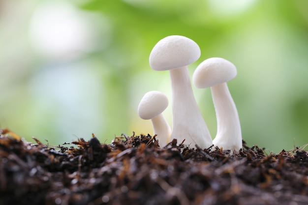 Shimeji-paddestoel op grond in de moestuin.