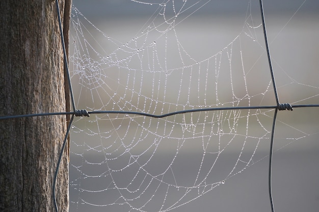 shine drops on the spider web in the nature  