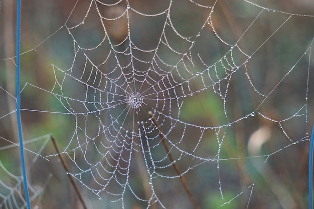 shine drops on the spider web in the nature            