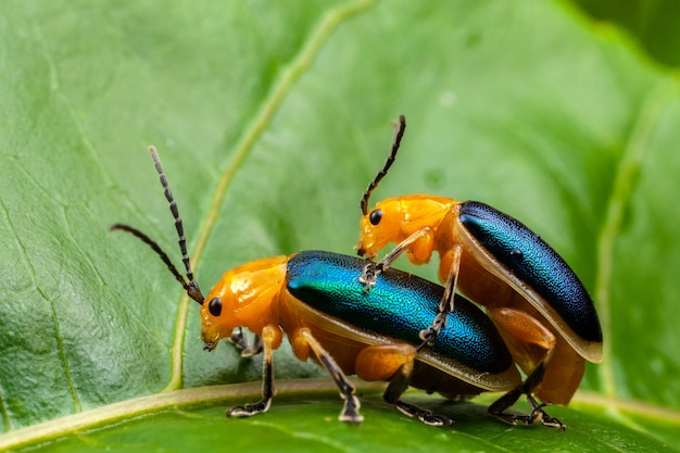 Scarabeo di pulce brillante - asphaera lustrans - coppia fare sesso su foglia