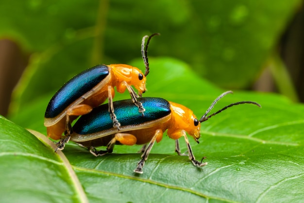 Scarabeo di pulce brillante - asphaera lustrans - coppia fare sesso su foglia