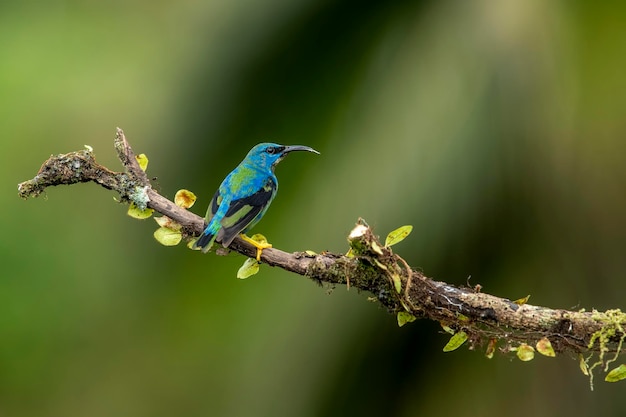 Shining honeycreeper Glowing honey vine is a small bird of the tanager family It is found in the tropical New World in Central America from southern Mexico to Panama and northwestern Colombia