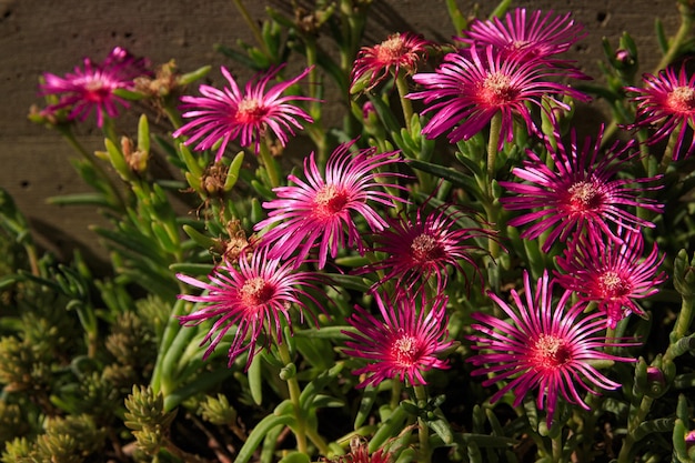 A shining Ice Plant bush