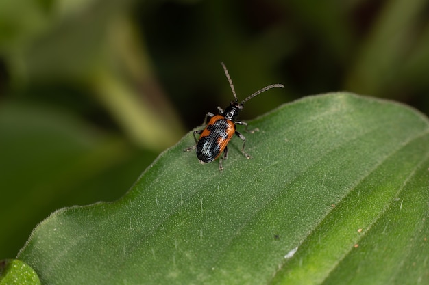 Shining Leaf Beetle of the species Neolema dorsalis