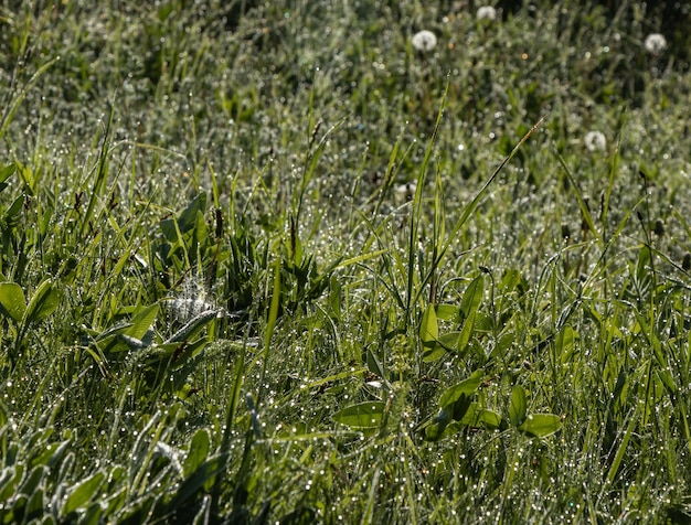 Shining morning dew on the grass