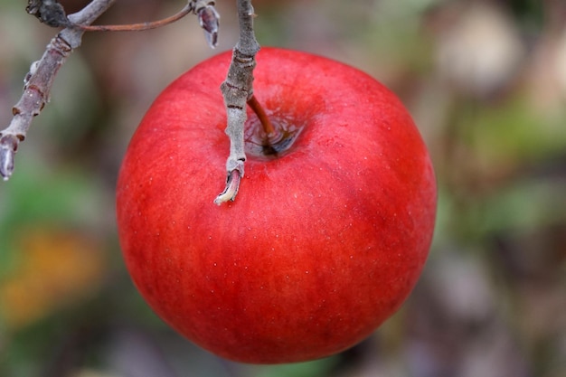 Shiny apples hanging from a tree branch in an apple orchard