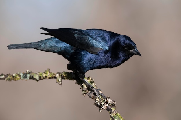 Photo shiny cowbird molothrus bonariensis calden forestenvironment la pampa argentina