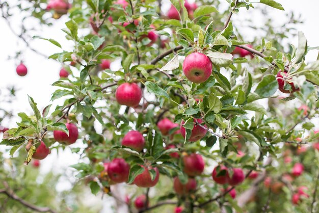 Shiny delicious apples hanging from a tree branch in an apple orchard