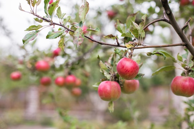 사과 과수원의 나뭇가지에 매달려 있는 반짝이는 맛있는 사과