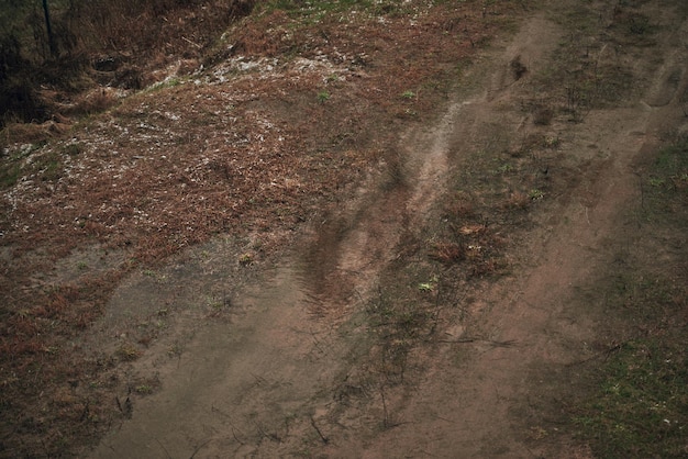 Shiny gravel road in the forest