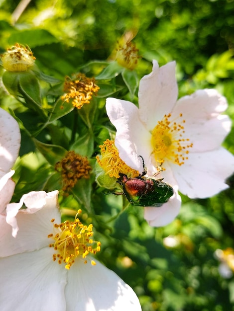 花びらの縁に沿って這う光沢のある緑色のカブトムシ淡いピンクのローズヒップの花