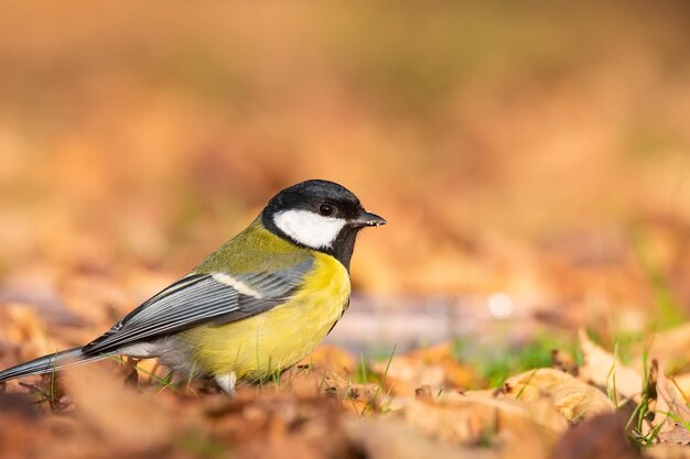 光沢のある小さな黄色い鳥シジュウカラ、Parus major、地面の秋の草に座って周囲を観察