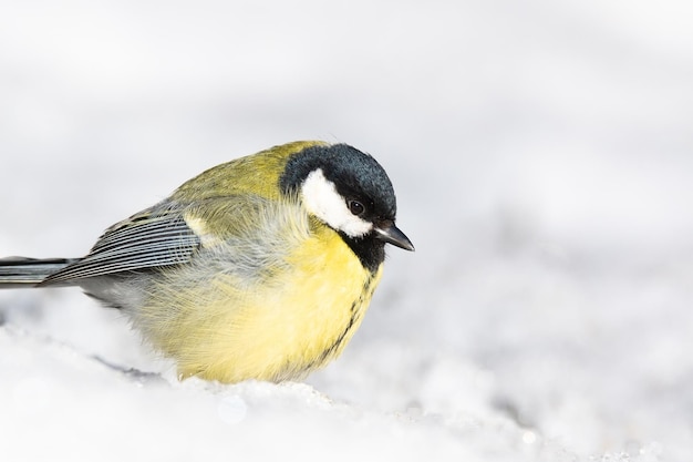 Shiny little yellow bird great tit Parus major sitting in the autumn grass on the ground and observing its surroundings