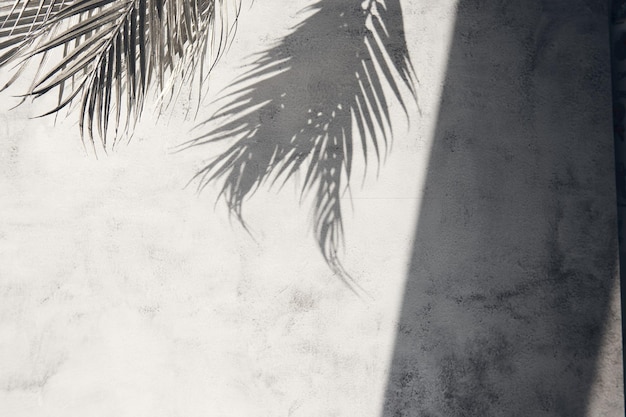 Foglia di palma lucida su muro di cemento. fondo astratto della struttura con lo spazio della copia. coriandoli glitter piatti