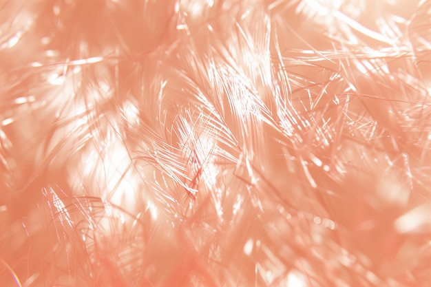 shiny peachcolored feathers in the trend of 2024