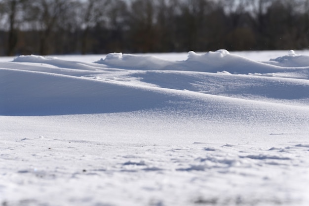 木々を背景に吹雪の後、太陽の下で輝く雪