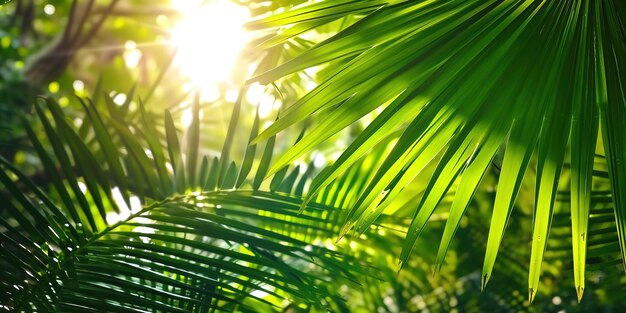 shiny sunlight in an idyllic green palm garden tropical vegetation background banner with copy spac