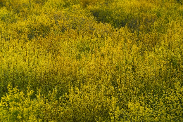 Shiny texture of foliage of trees close-up in sunrise. 