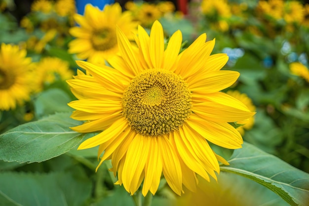 Shiny yellow sunflower stand against blue bright sky background on sunny day in summer Wonderful view field of sunflowers Sunflower field agriculture Wallpaper with sunflower