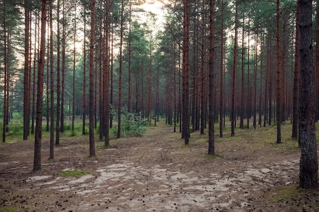 Scena del bosco del boschetto di pini della nave