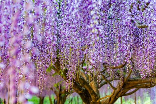 Photo shirai omachi wisteria park wisteria flowers