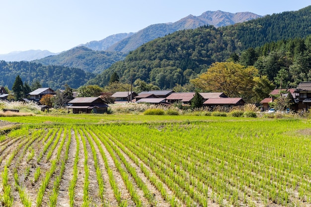 Shirakawago en rijstveld