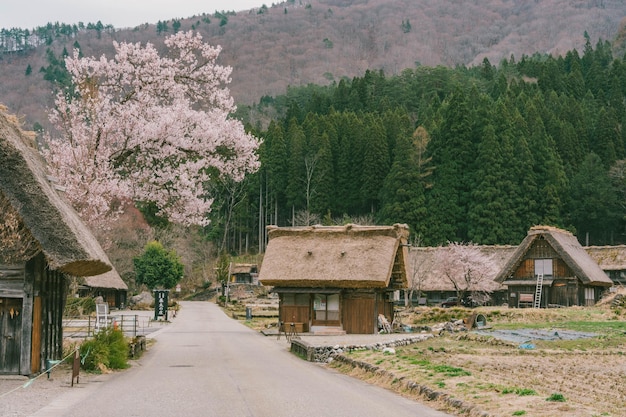 Foto shirakawago in primavera nella prefettura di gifu in giappone