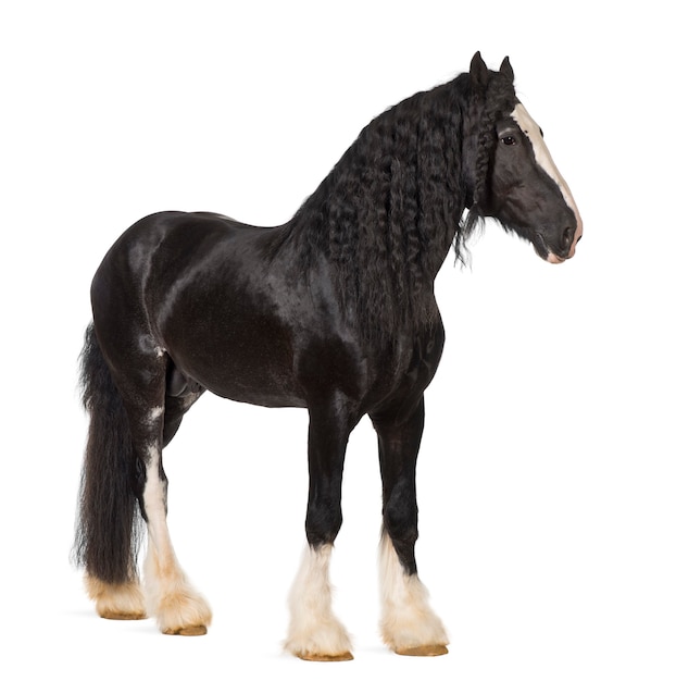 Shire Horse standing against white background