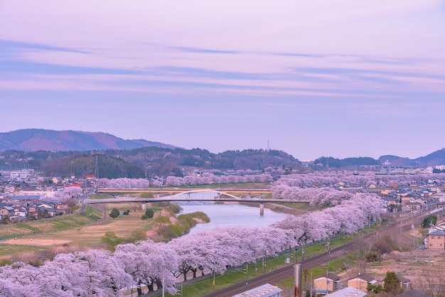 写真 白石川堤一目白石川堤一目の夕焼け蔵王山の桜