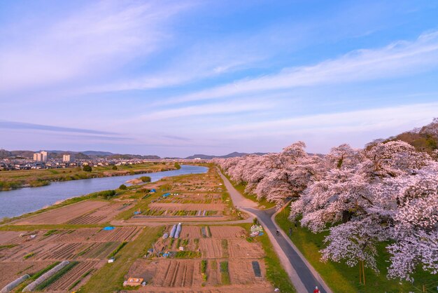 Photo shiroishigawatsutsumi hitome senbonzakura in sunset cherry blossoms with snowcovered zao mountain