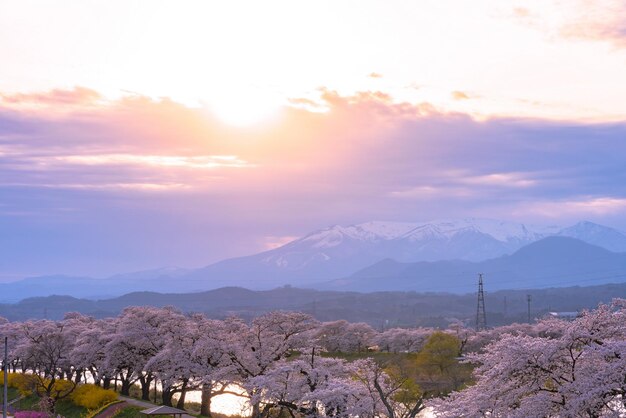 Photo shiroishigawatsutsumi hitome senbonzakura in sunset cherry blossoms with snowcovered zao mountain