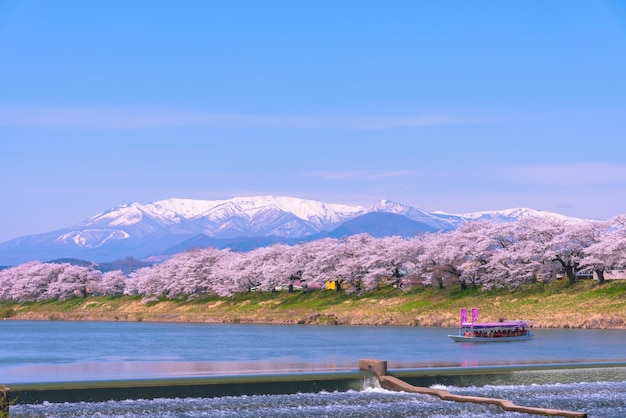 Photo shiroishigawatsutsumi hitome senbonzakura at viewing spots niragamizeki weir cherry blossom