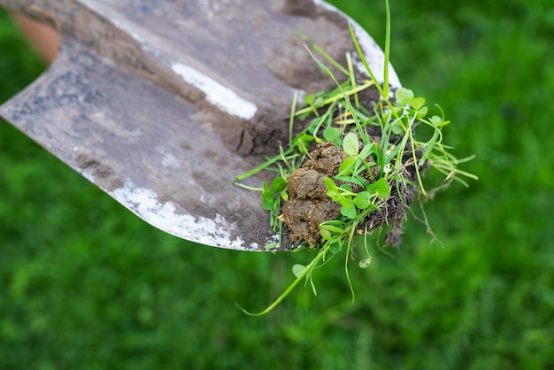 Shit on the grass with a natural background the shit is removed with a shovel Cleaning up after your pet