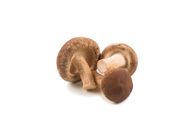 Shitake mushroom isolated on white
