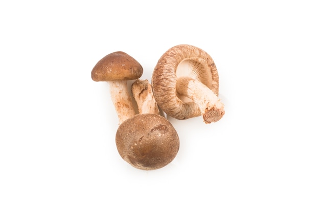 Shitake smakelijke paddestoel geïsoleerd op een witte achtergrond.