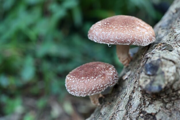 Foto shitakes paddenstoelen gekweekt op eikenstam