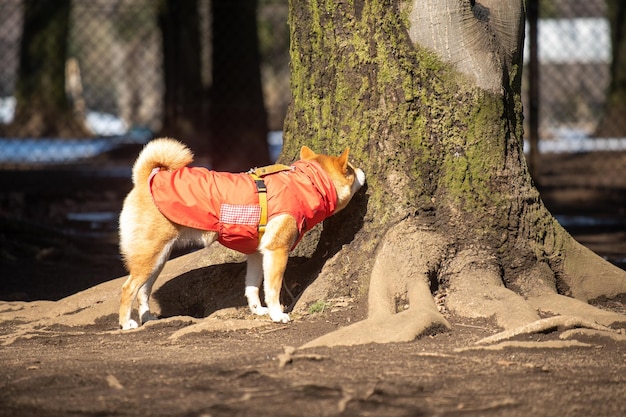 Shiva inu dog dressed for the cold weather with sweater in a playing