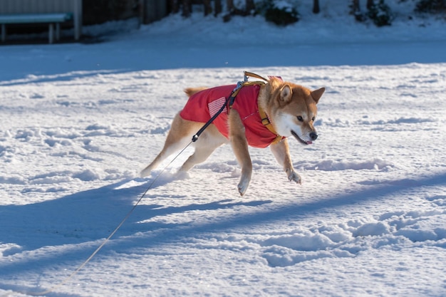 Shiva inu hond gekleed voor het koude weer met trui in een toneelstuk