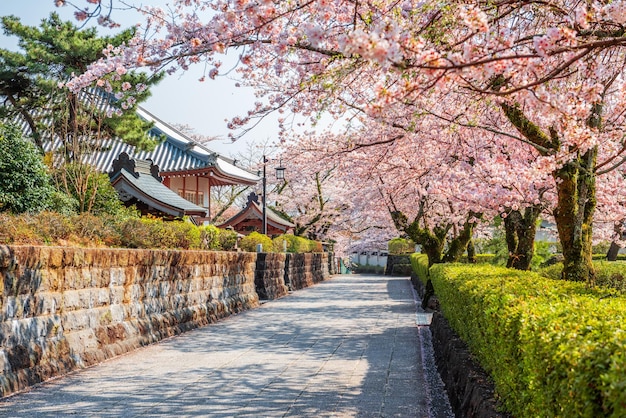 春に桜が咲く静岡県の古い町並み