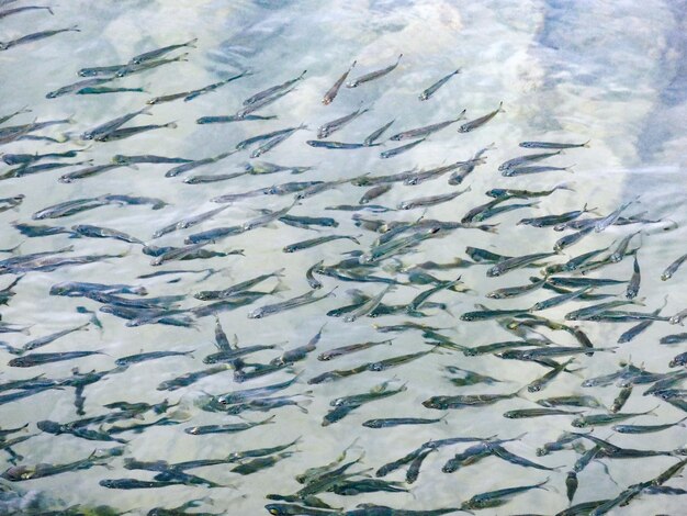 shoal of fishes